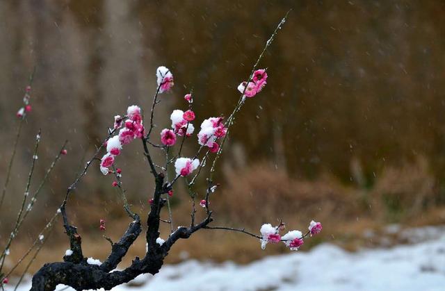 宝剑锋从磨砺出，梅花香自苦寒来