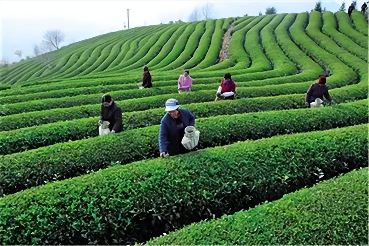 江西宁都：“小布茗”茶助农脱贫致富助力乡村振兴