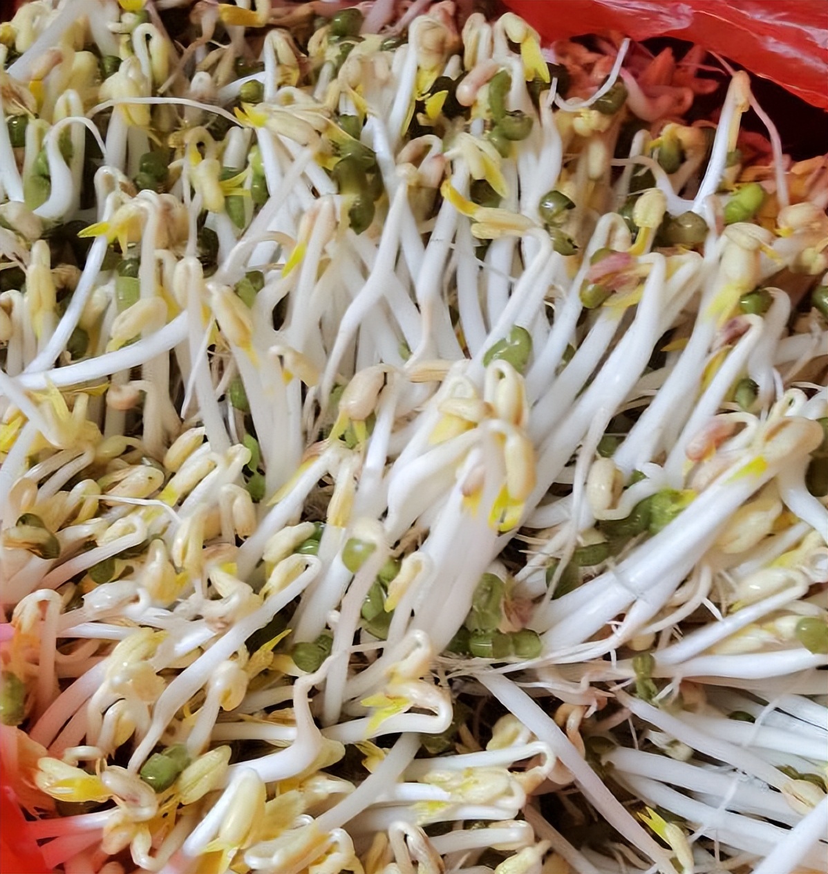 阳台盆栽蔬菜（阳台适合种4种菜简单长势快）