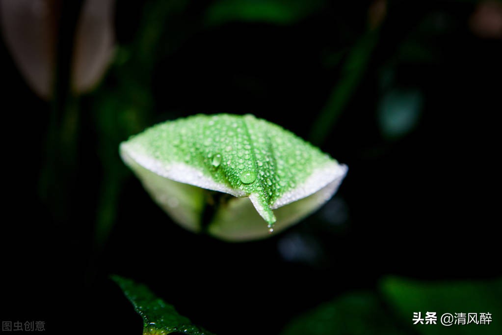 雨水节气文案高质量