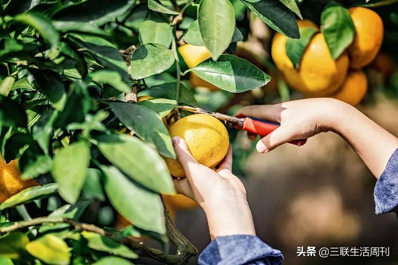 除了便利，电商这些年还给我们带来了什么？