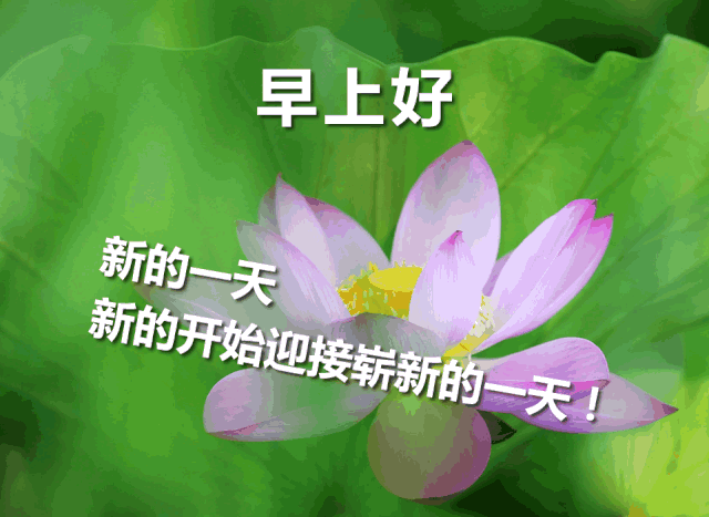 周三早上好表情包更新，吉祥好运带给你，认识你真好，感恩相遇图片