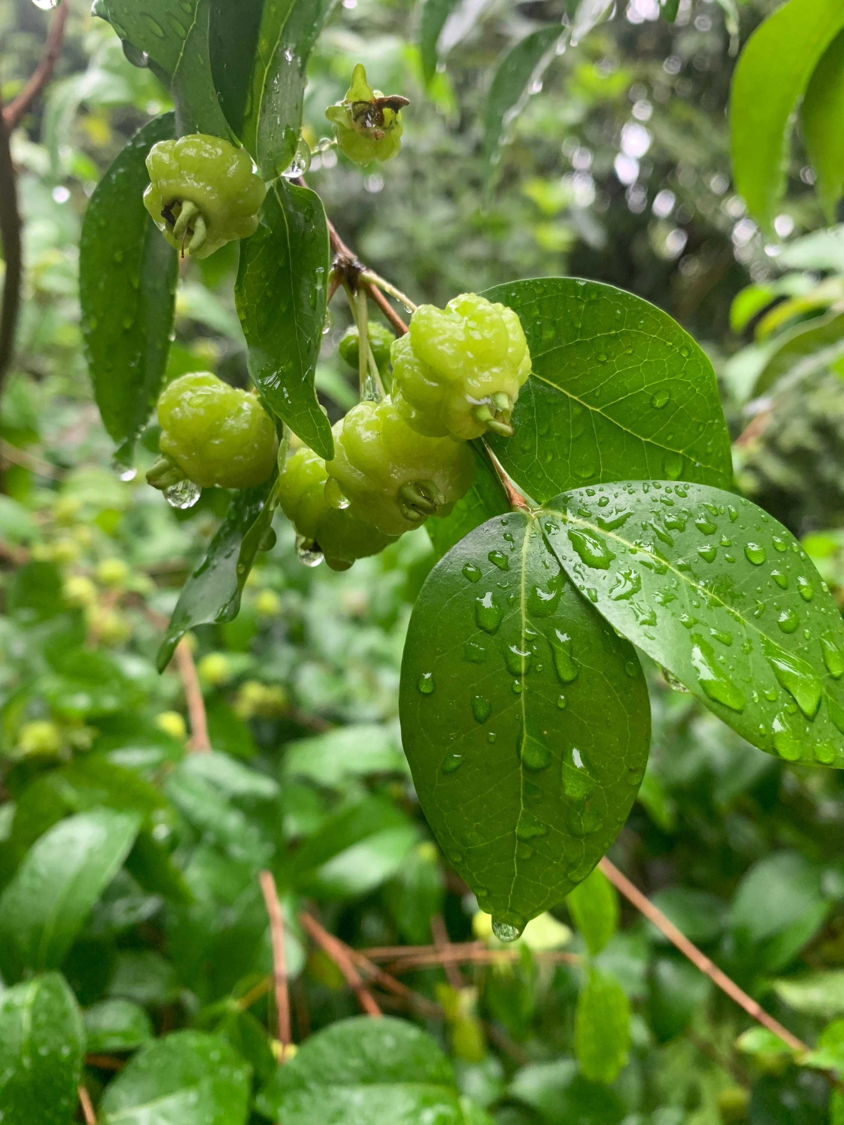 早起雨歇期晨跑：殷勤昨夜三更雨，偷得今早一阵凉