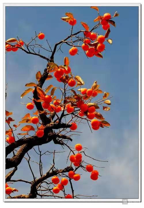 江汉平原东北的故土：漕坊湾村，挂满果的柿子树，晚年失明的祖母