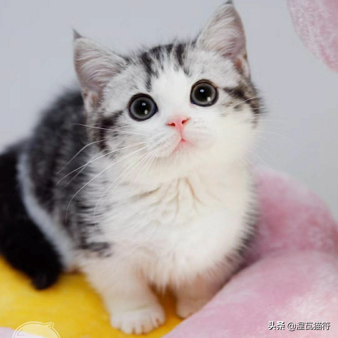 美国短毛猫丨银虎斑加白