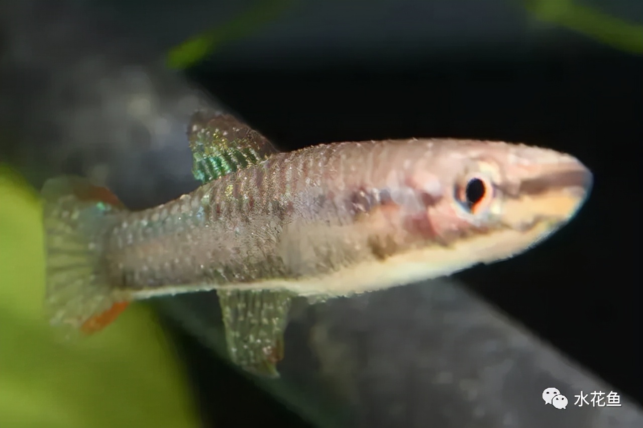 水生浮游生物(浮游植物和浮游動物)對魚類和水環(huán)境的作用與影響