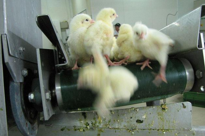 太残酷！一出生就被送入绞碎机，全球每年有70亿只小鸡被做成猫粮