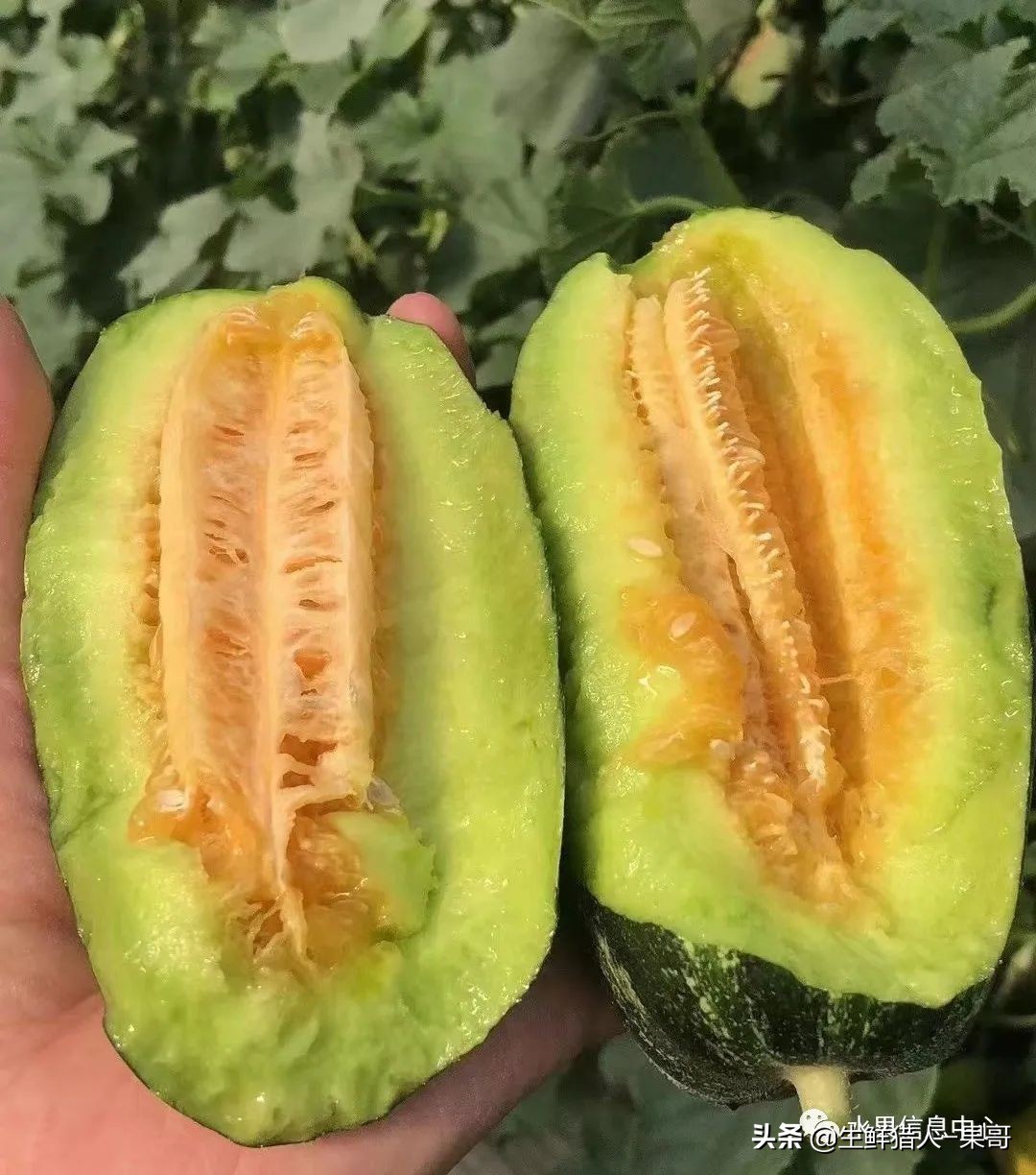 哈密瓜、蜜瓜、网纹瓜、香瓜、羊角蜜傻傻分不清？看完就明白了
