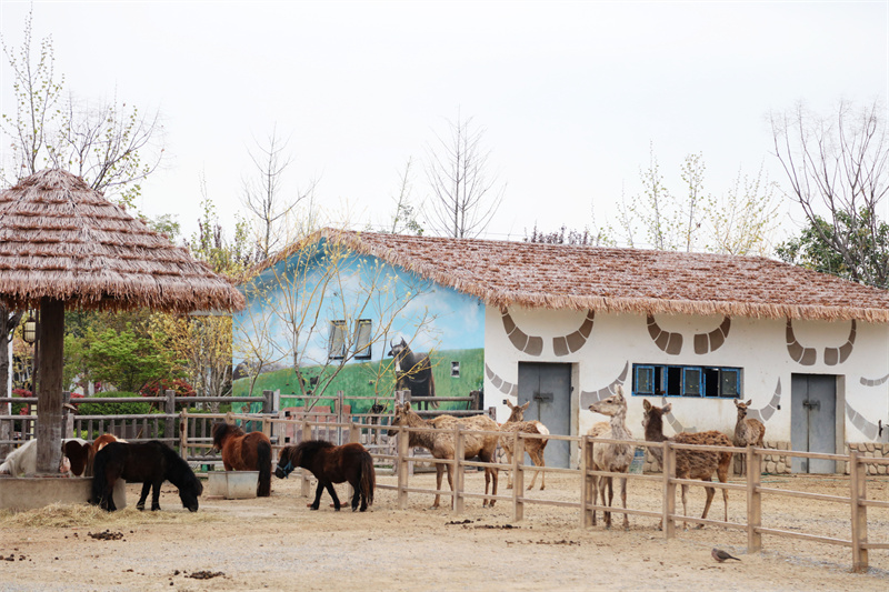 虎福齊臨門，春風(fēng)踏青來(lái) 臨泉魔幻動(dòng)物園4月1號(hào)恢復(fù)開放