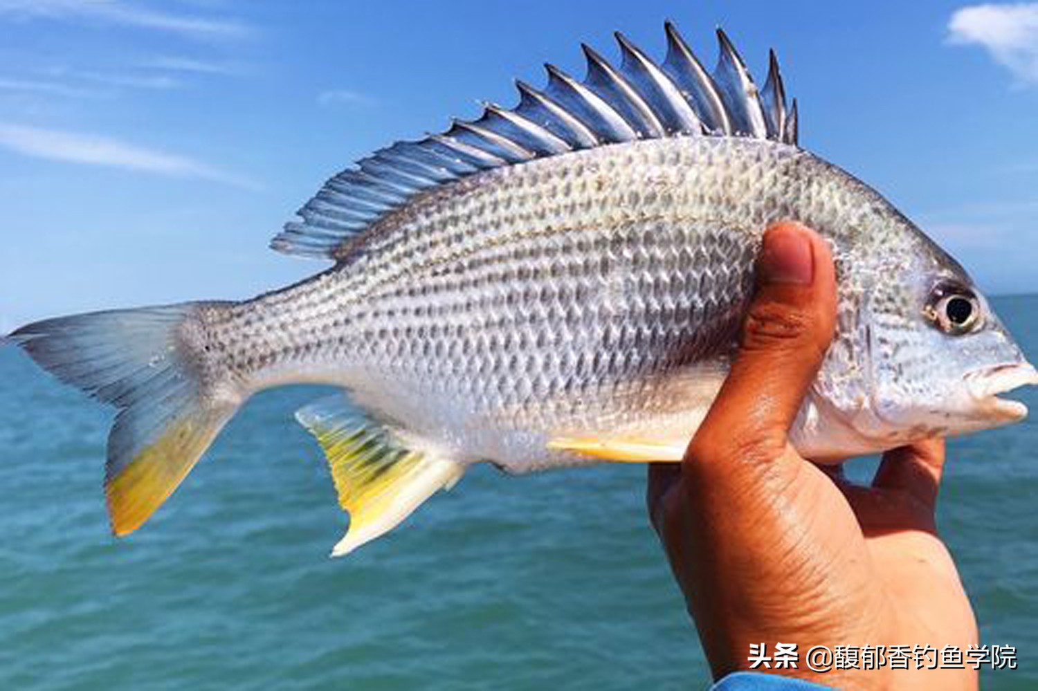 海魚的種類圖片解析垂釣頻率最高的6種海魚分類