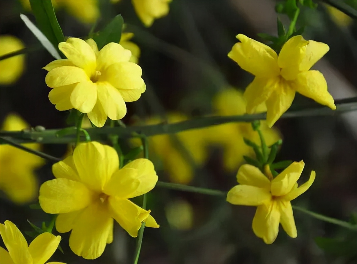 高清大图惊艳曝光！湖北高校“最美校花”比拼，个个颜值“天花板”！