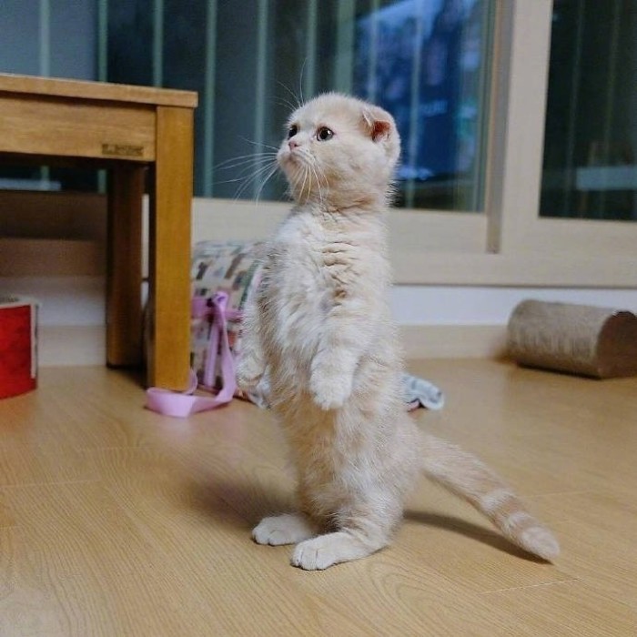 寿命:12年左右价格:8000-10000元折耳猫所以照顾无毛猫,并不是一件