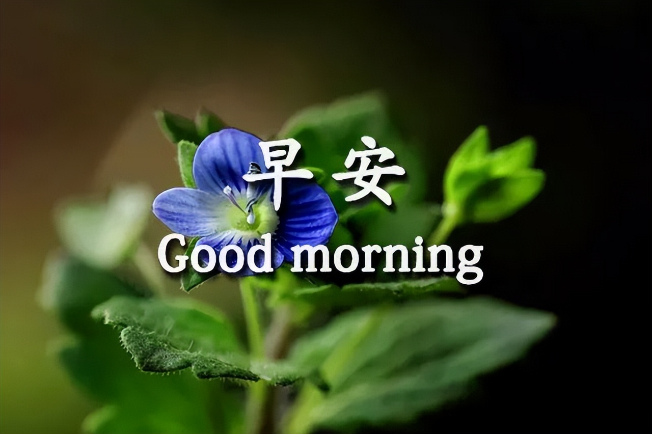 新的一周早上好祝福图片 开启健康美好的一天 幸福常在、好运不断图片