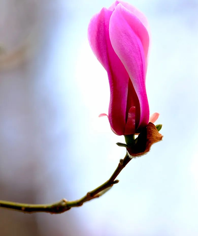 玉兰花开春色浓