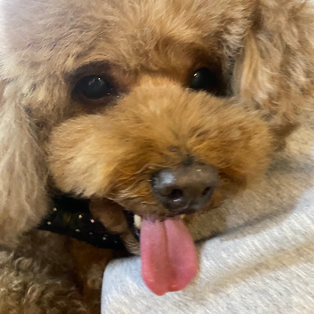 杨紫发文记录小狗出院，粉丝留言安慰，有些人却忍不住酸了