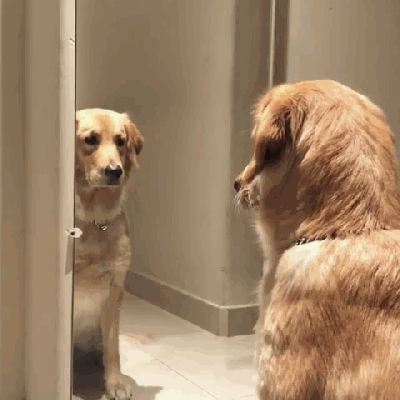 可卡犬價格 可卡犬多少錢一只,可卡犬多少錢一只