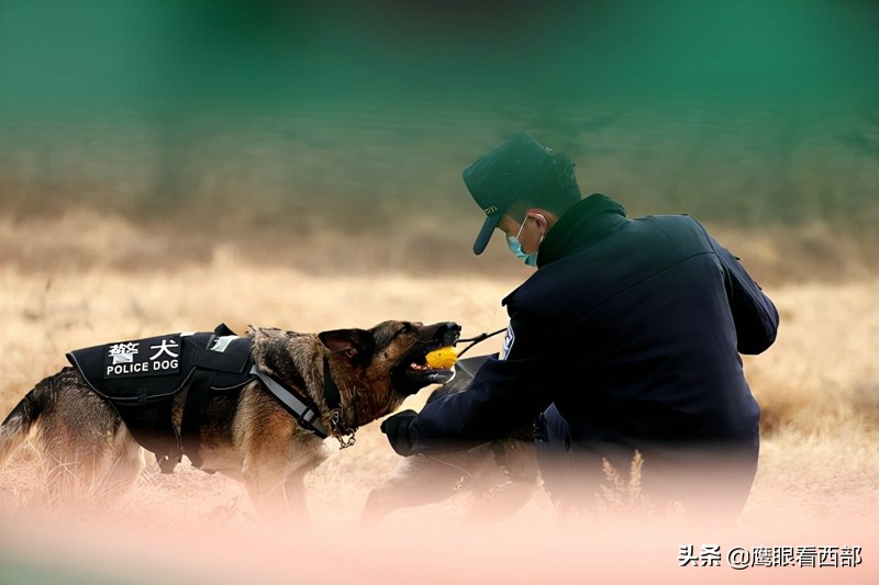 「摄影报道」甘肃平凉：“神犬奇兵”冬季训练忙