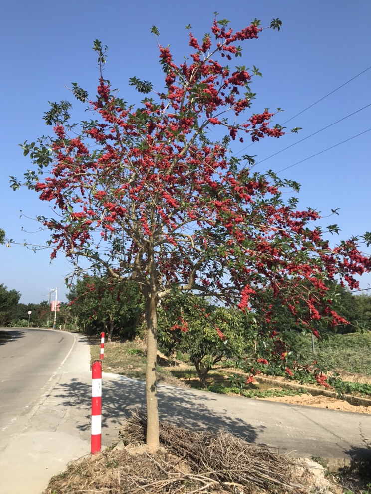 铁冬青图文详细介绍(铁冬青是一种什么样的植物)