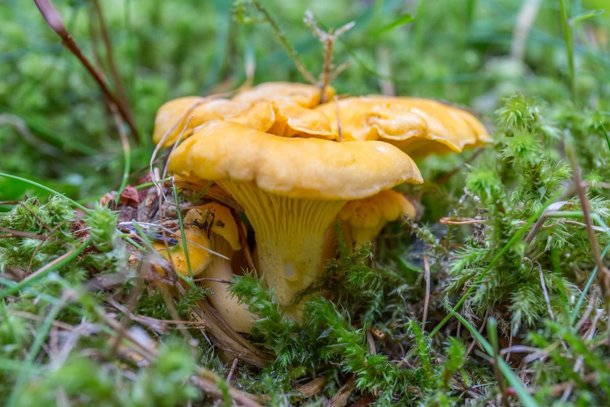 盘点世界上最贵的菌菇，除了松露还有这些