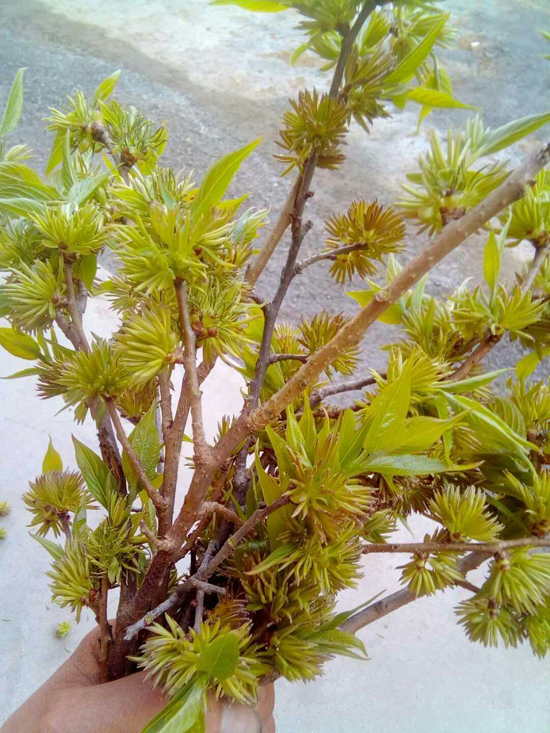 杜仲雄花有什么用?有4大价值,难怪市场价格高达600多元一斤