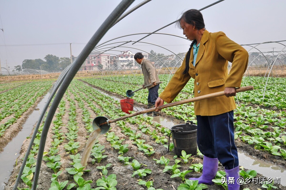 尿素兑水灌根使用方法（种植蔬菜的5个土方法）