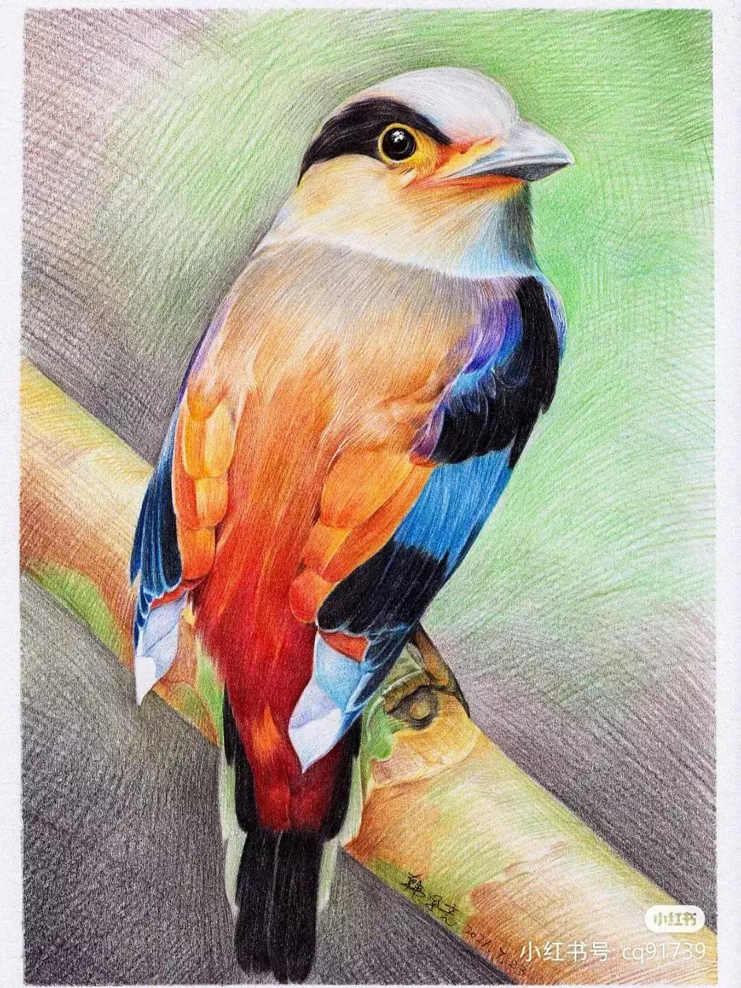 彩铅绘画素材—身披彩翼，心有灵犀一点通，五彩斑斓的鸟儿彩铅画