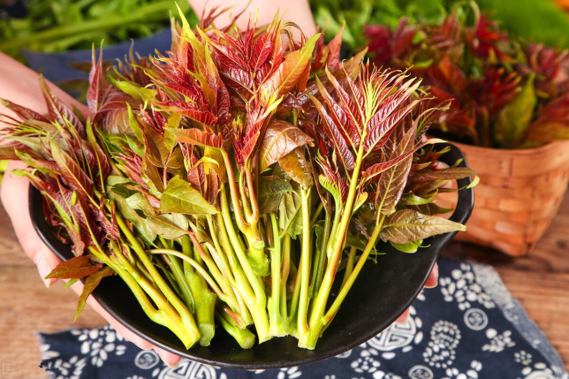 树绿叶的含义 _飞翔号