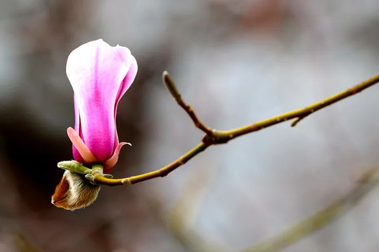 玉兰花开春色浓