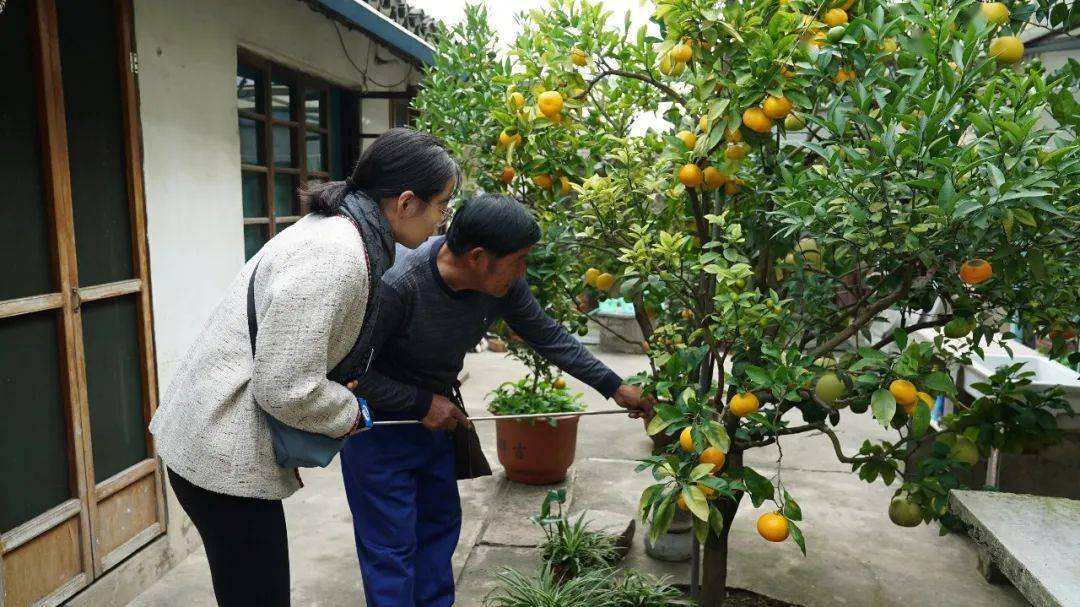 10种“吉利树”，适合养在家里，花美果多，还有旺家旺财的好寓意