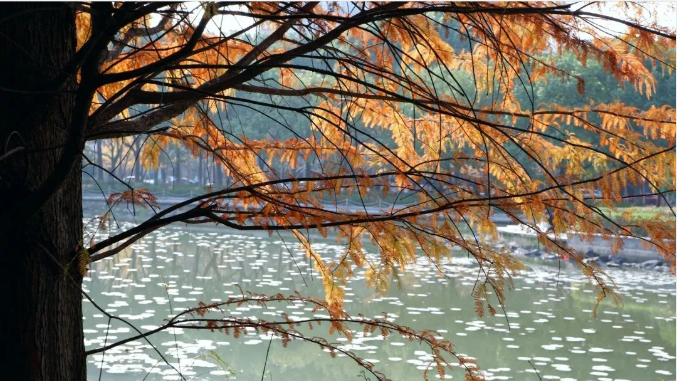 一班走出三院士、还坐拥“全国最美”盛誉！江苏这所双一流吸引世界目光！