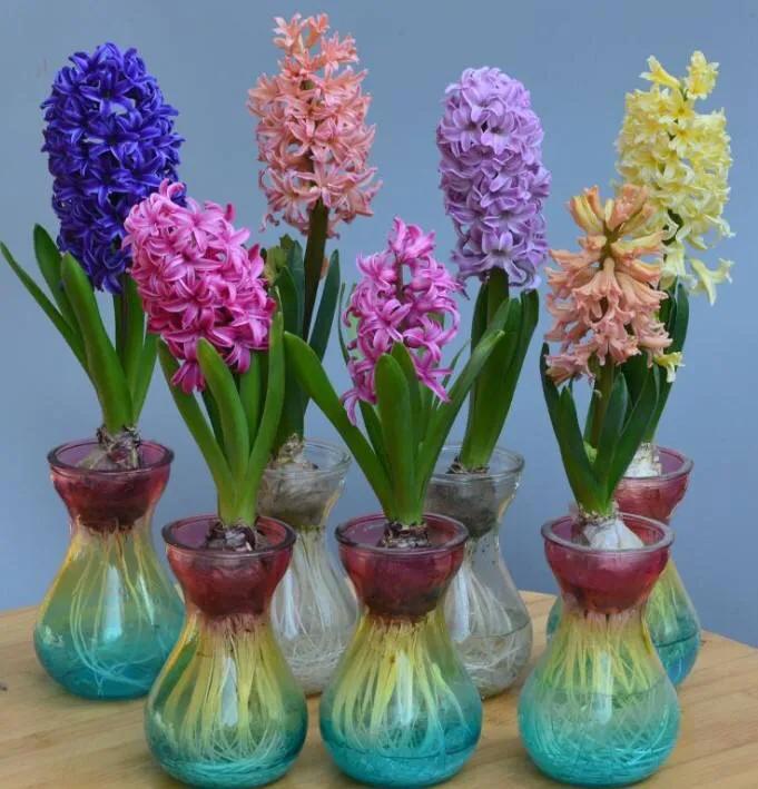 家里养风信子风水好吗(家里养风信子风水好吗吉利吗)