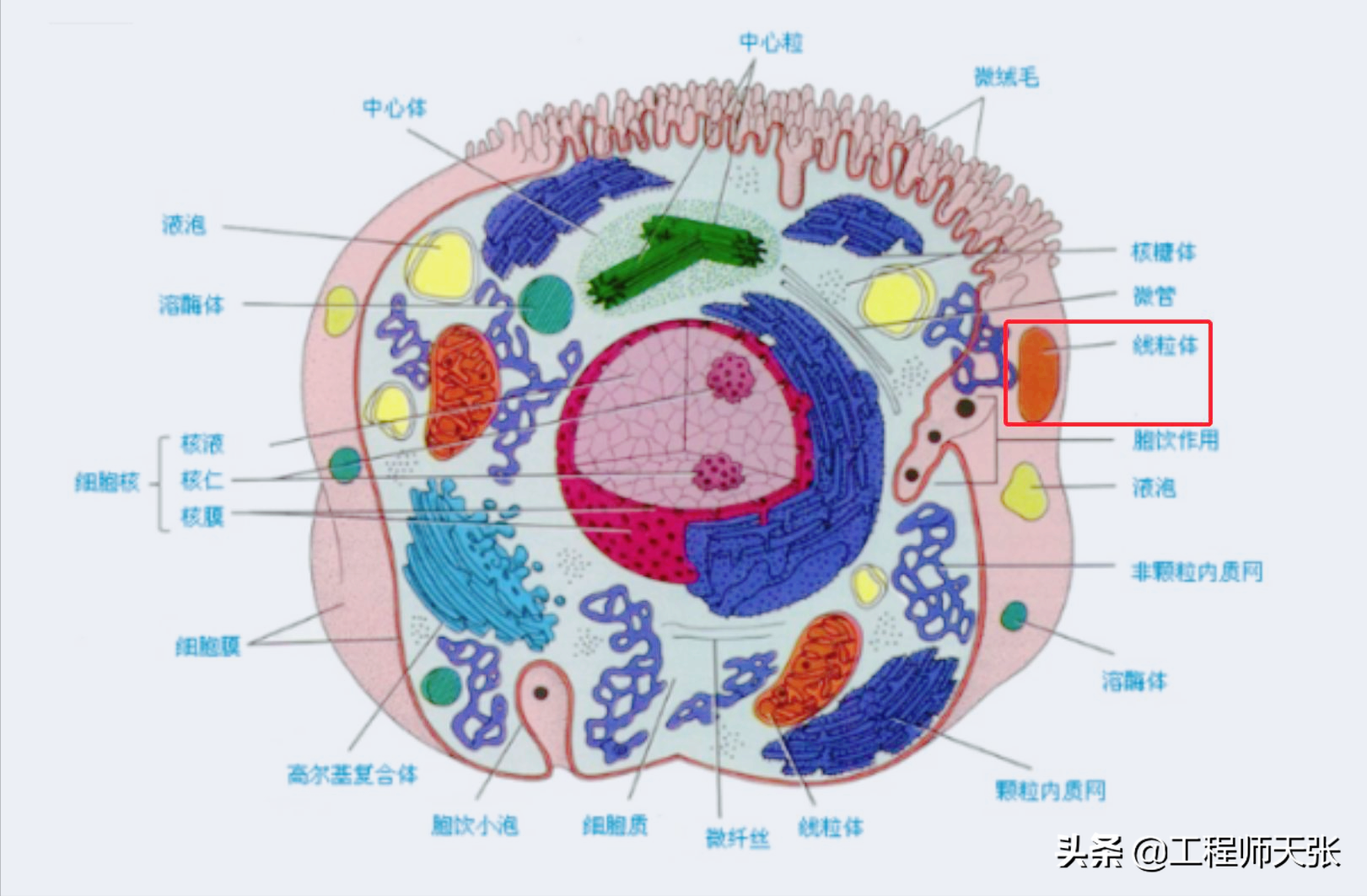 杭州杀妻案细节曝光！常规方法无效，最后线粒体DNA技术锁定证据