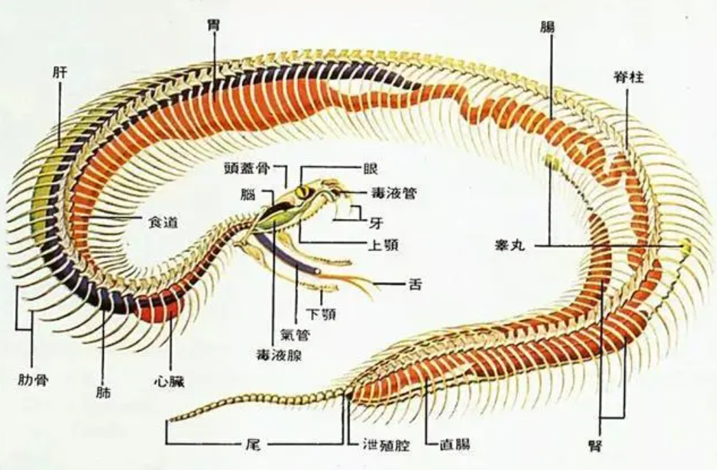 其它毒蛇反而还怕它?