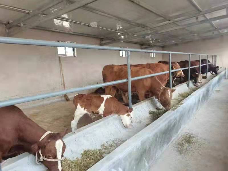 泾川飞云村千头肉牛养殖小区迎来首批红牛