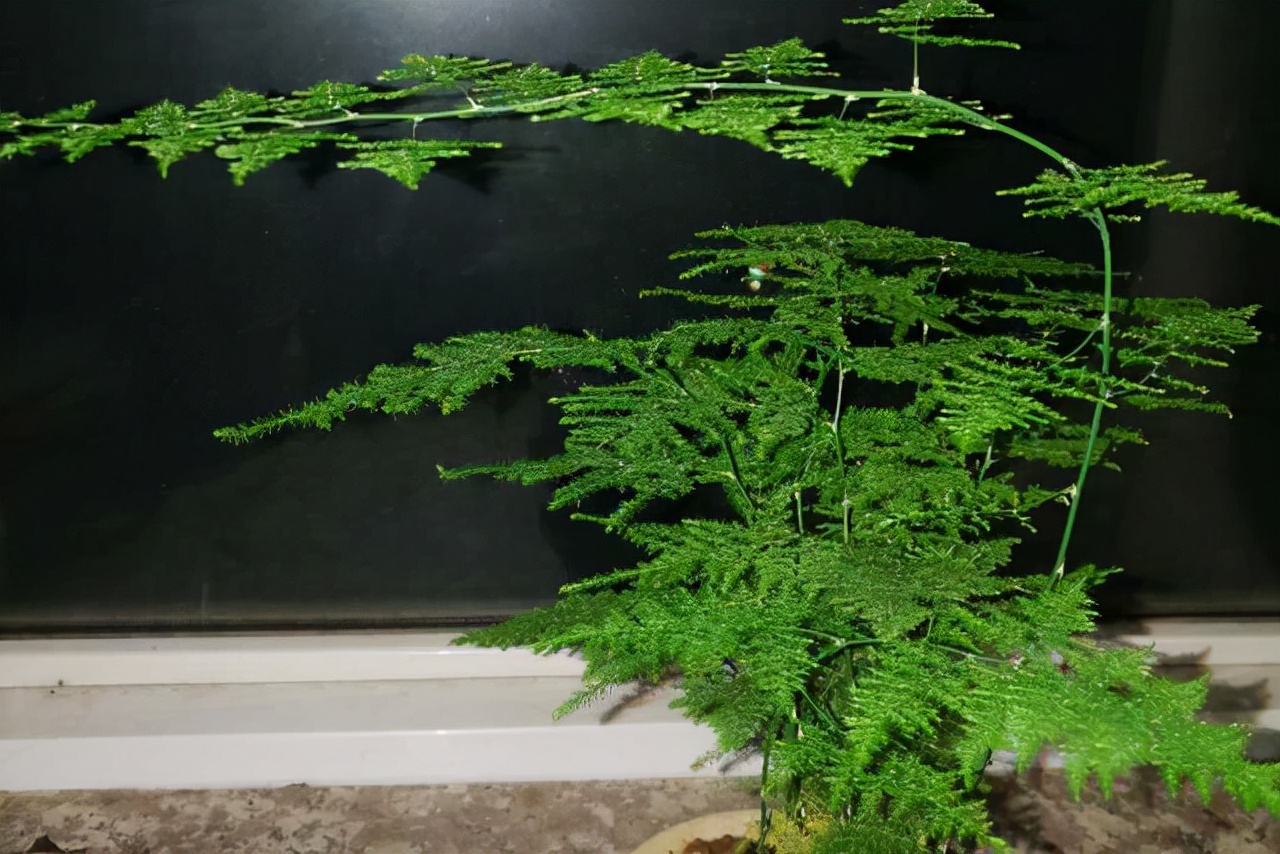 20種常見花卉綠植的習性分享，在家居環(huán)境中，也能把它們養(yǎng)出彩