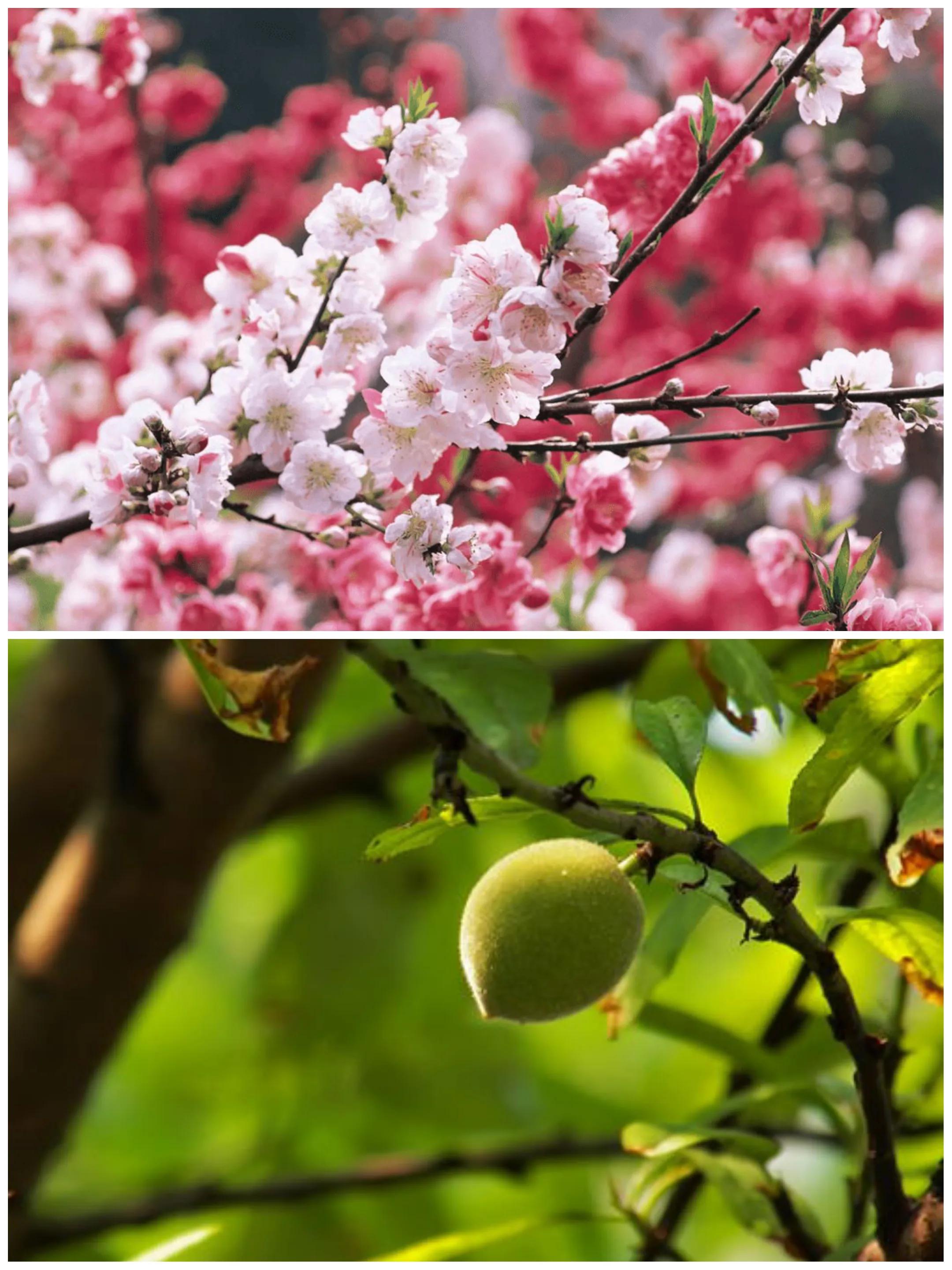 台湾特产有哪些（10种常见的桃子风味各异）