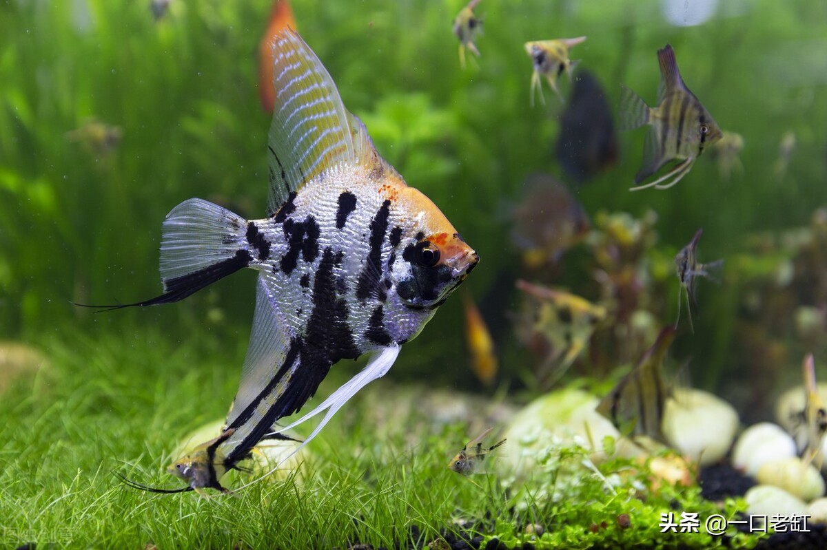 新手朋友饲养观赏鱼选择什么样的鱼缸合适