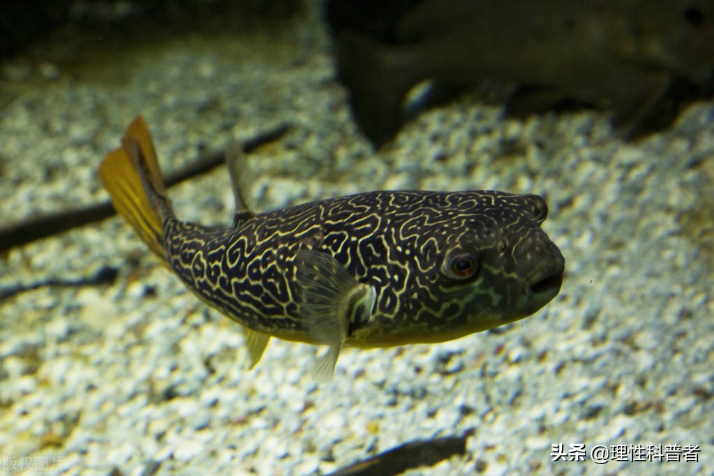 河豚是淡水魚還是咸水魚，體型可愛，習(xí)性古怪，其毒素有劇毒