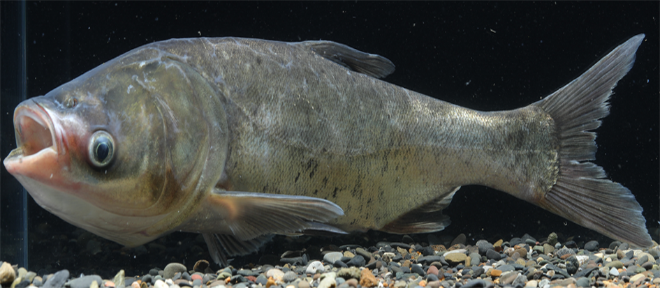 图鉴我国增殖放流允许的主要淡水鱼类广布种21种