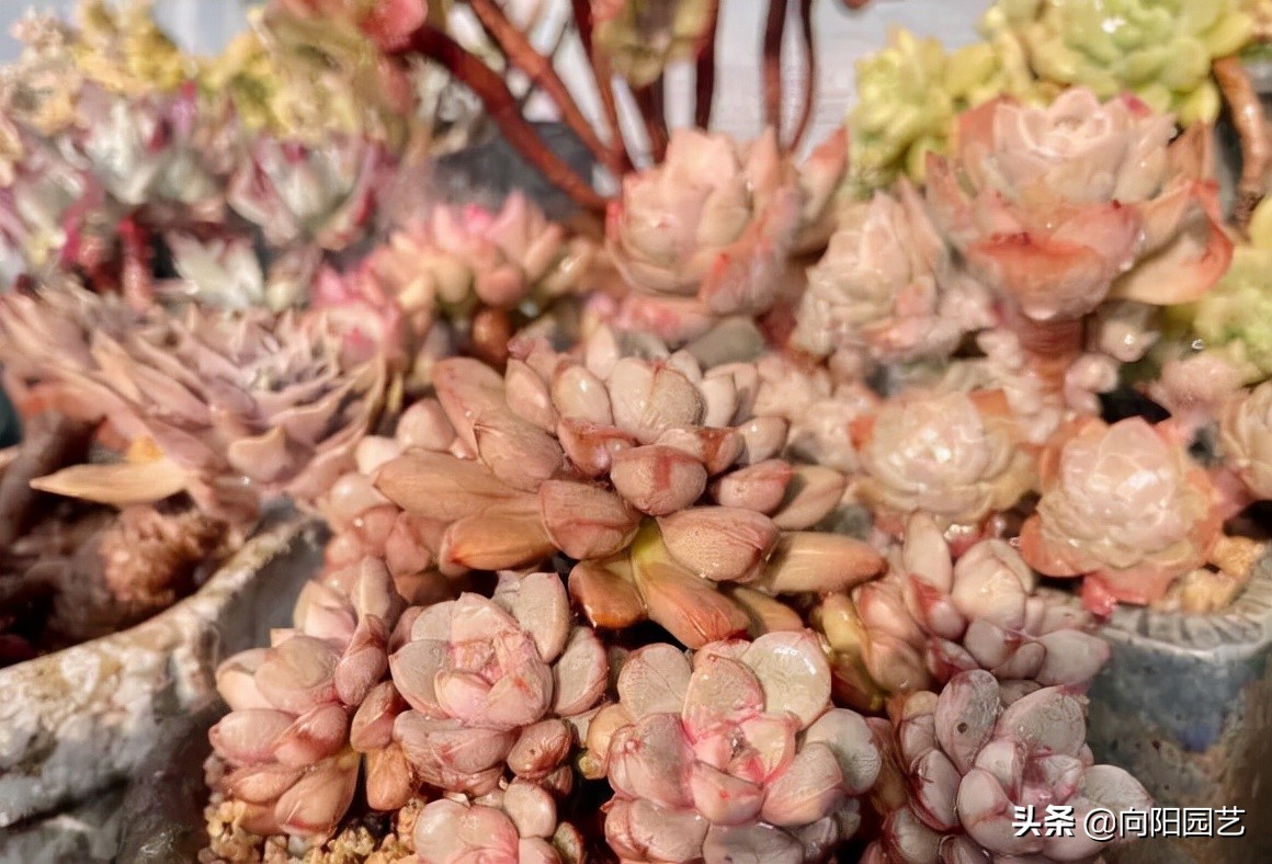 多肉怎么养活而且长得又好（多肉植物10大养护技巧）