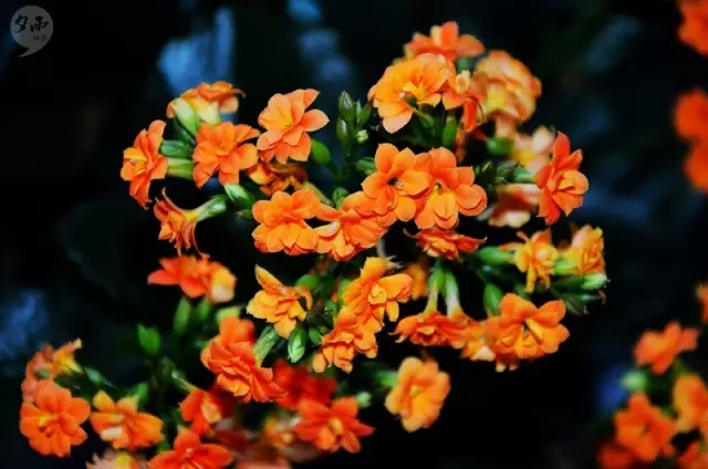 夕雨 花径集（6）长寿花、红叶石楠花、山莓花、红色五彩金银花