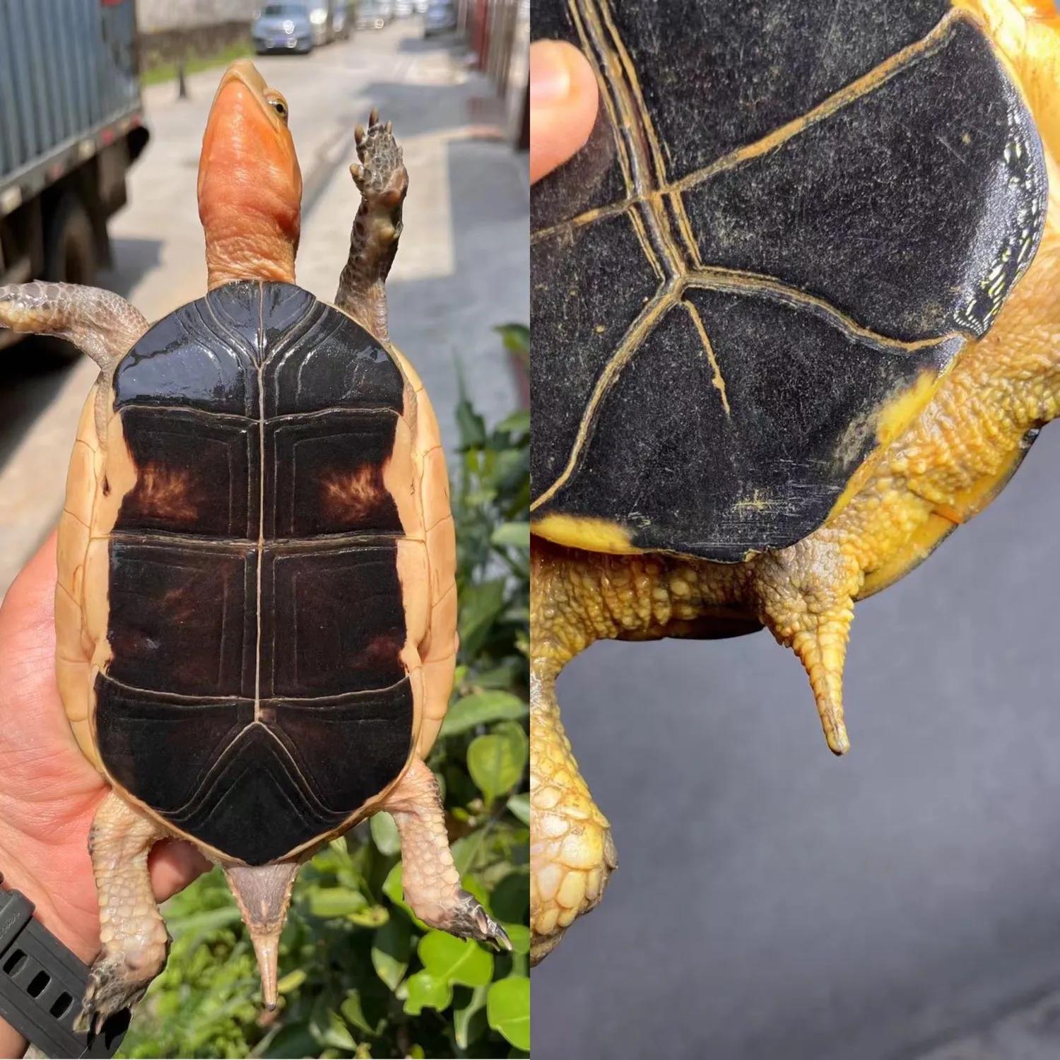 黄缘闭壳龟的公母鉴定