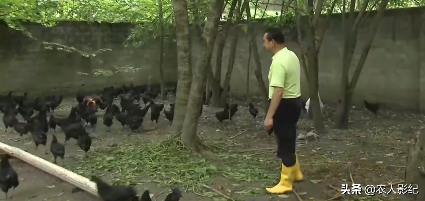 深圳老板跑到大山养乌鸡，一只鸡赚到六份财富，年收入达6000万元