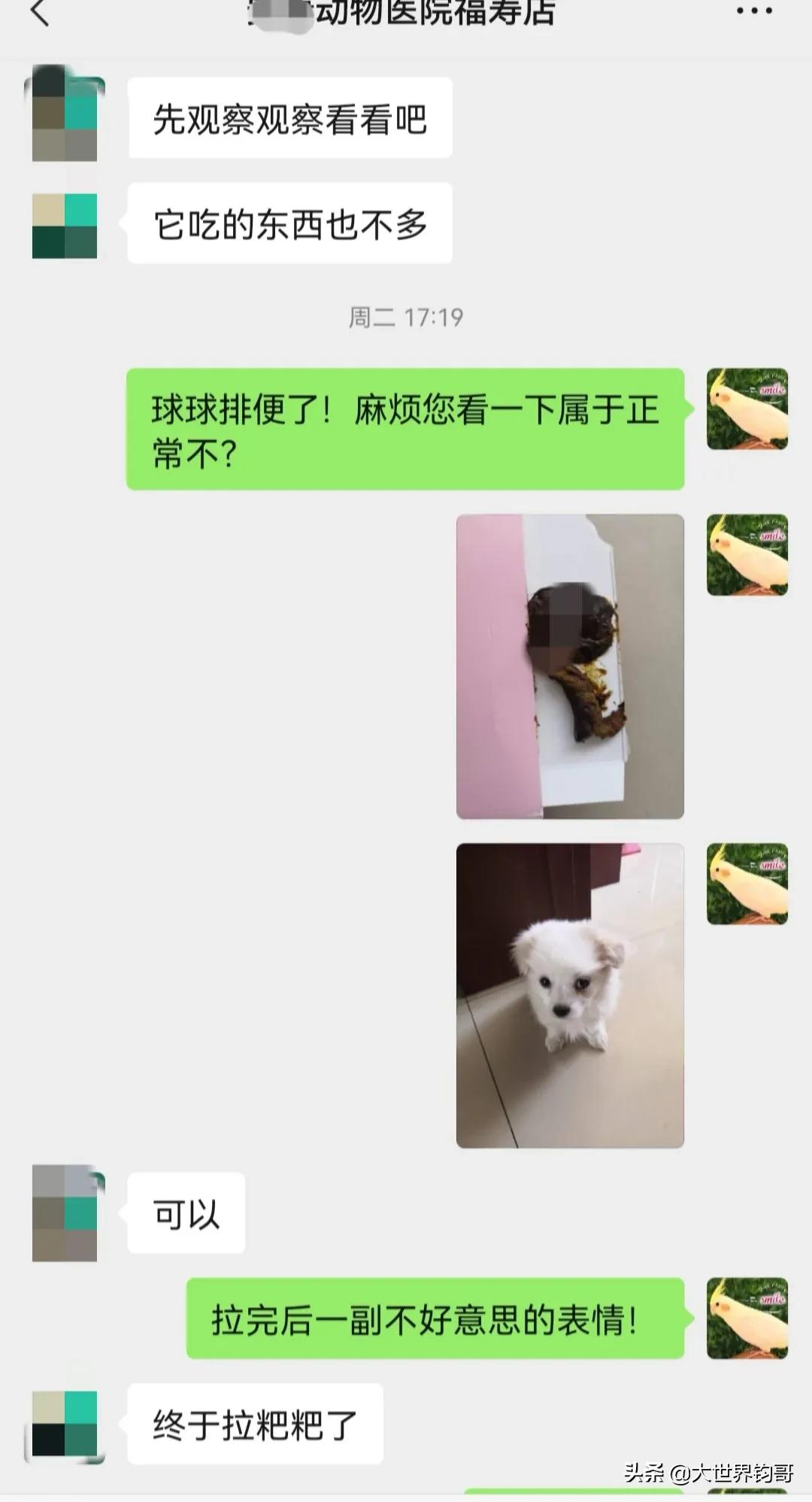 我家狗狗幼犬從得細小到康復的驚險親身經歷