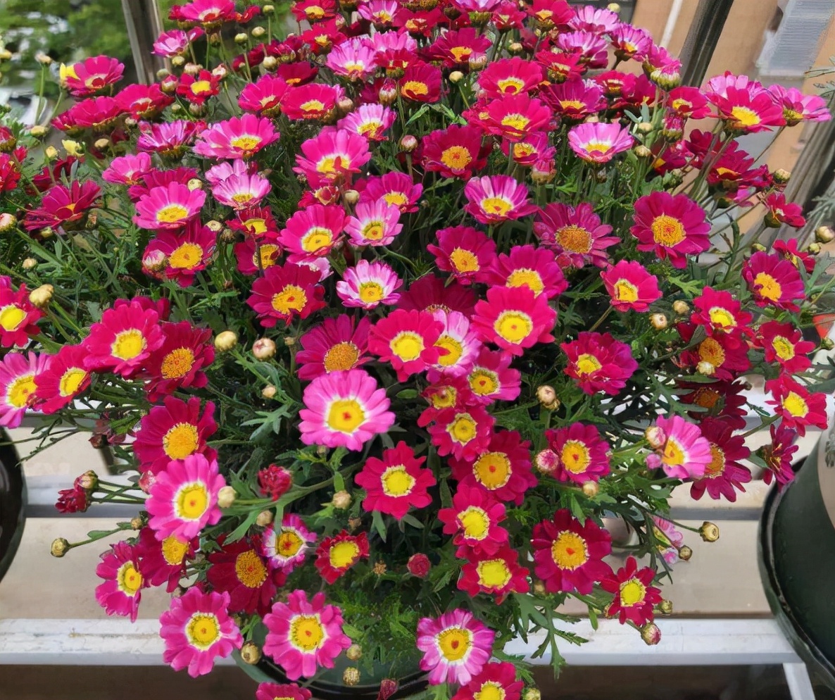 玛格丽特花怎么养（详解养玛格丽特的3个关键）