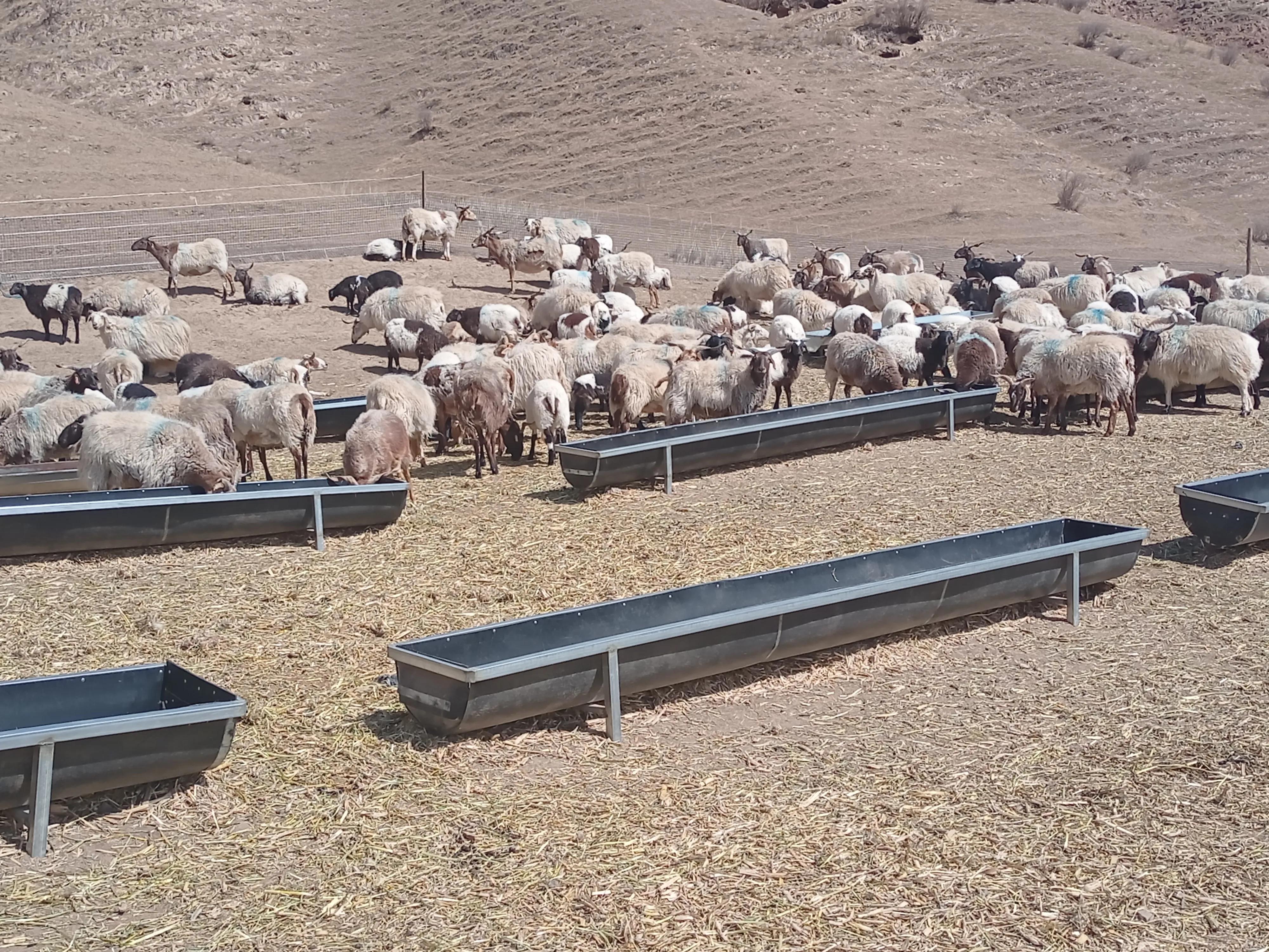 养羊技术及羊的养殖方法（带您了解养羊技术分享）