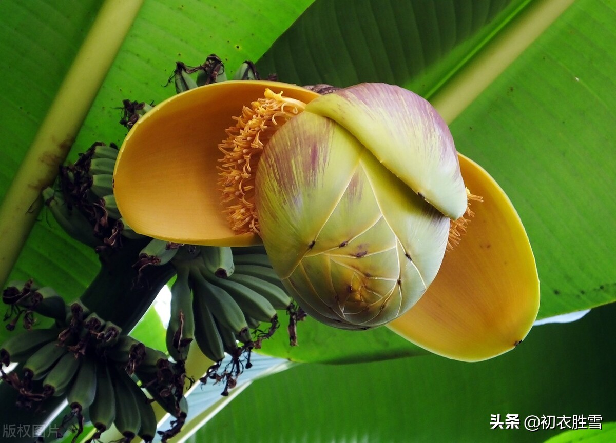 仲夏喜雨美诗四首：一朵乌云起天末，风回雨霁天地新