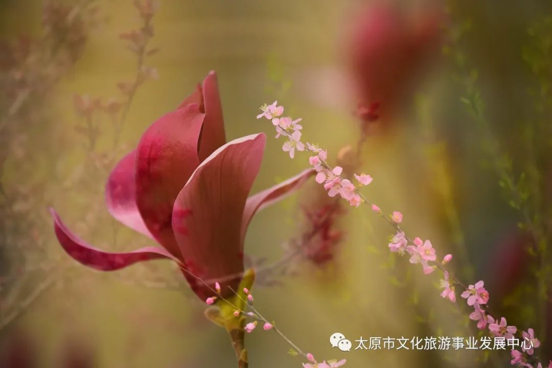 线上展览|“山河春意 锦绣太原——花的世界”主题摄影线上图片展（十七）