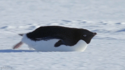 世界上最耐寒抗冻的鸟是什么，企鹅也是可以被冻死的