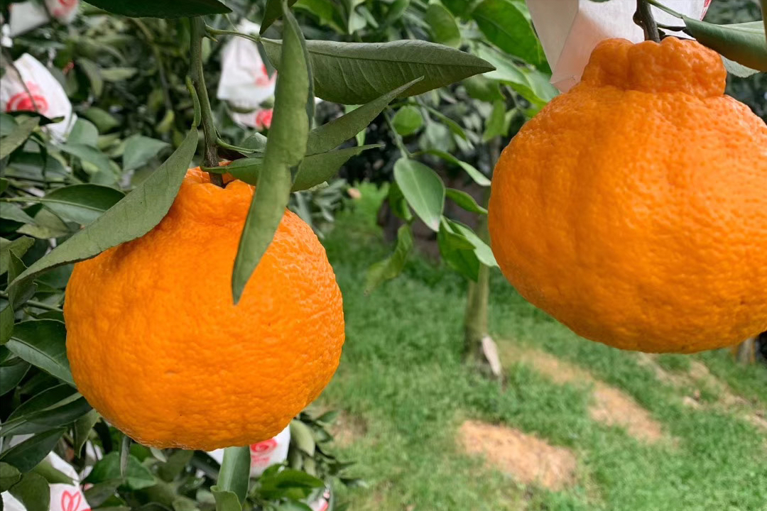 柑橘不知火,好吃不上火,外表其实很丑